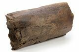 Fossil Hadrosaur (Edmontosaurus) Femur Section - Wyoming #330982-3